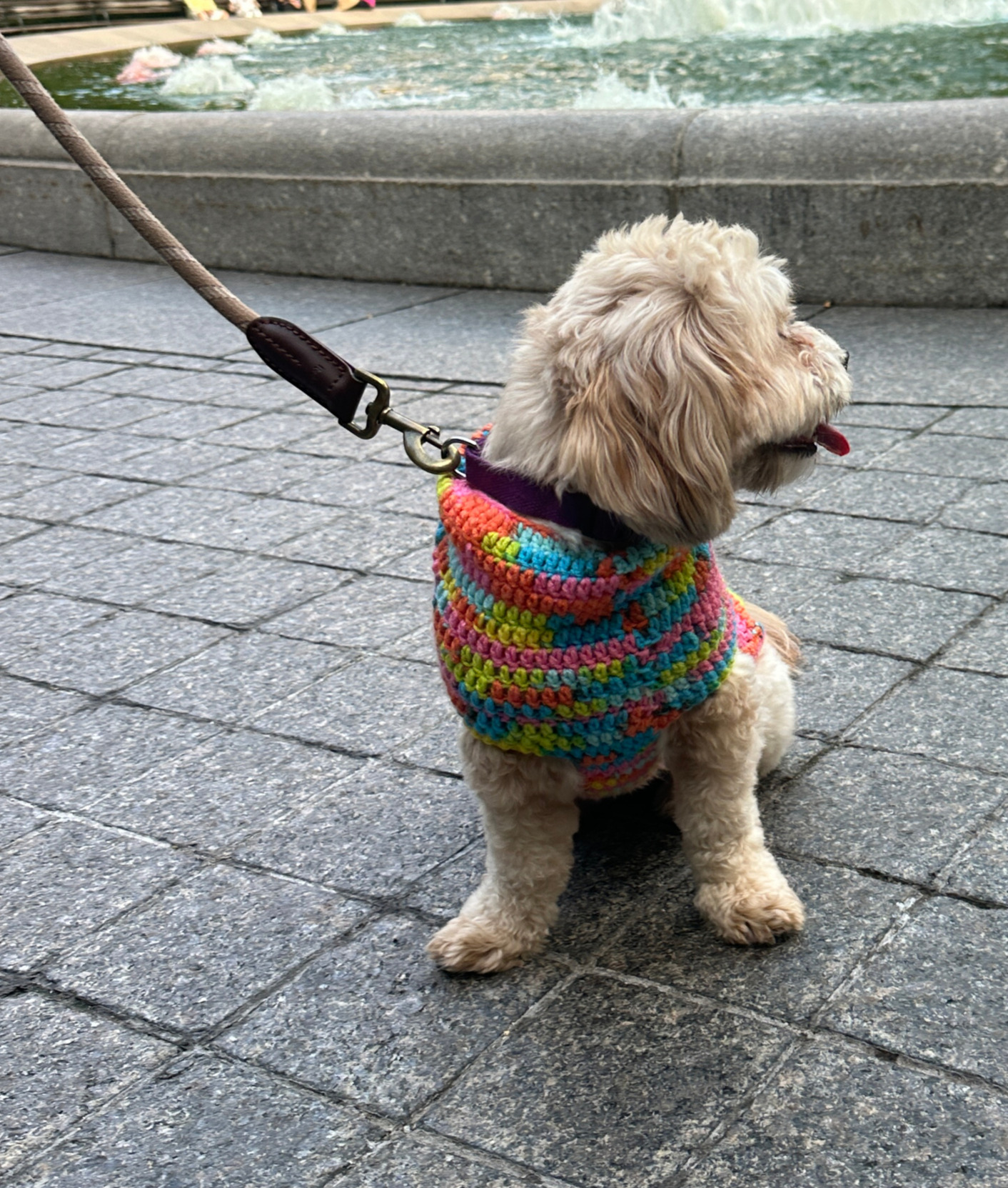 Penny, a fluffy cream pup, sitting in one of Mom's hand-crocheted rainbow sweaters